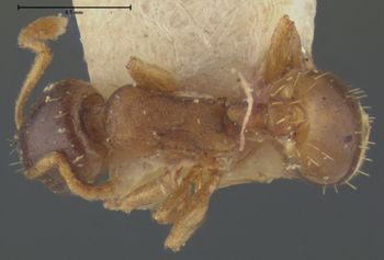 Media type: image;   Entomology 21035 Aspect: habitus dorsal view